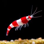 Crystal Red Shrimp