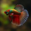 Wild Type Betta (Plakat)