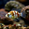 Tanganyika Shell Dweller