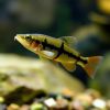 Hillstream Loach