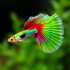 Fancy Rainbow Guppy