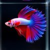 Premium Halfmoon Betta Fish