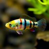 Killifish