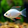 Pearl Gourami