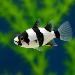 Panda Garra