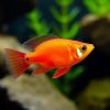 Sunset Platy Fish