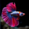 Dumbo Elephant Ear Betta Fish