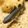 Senegal Bichir