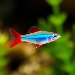 Neon Tetra