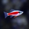 Cardinal Tetra