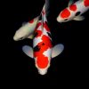 Japanese Koi Fish (25-35cm)