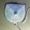 Best Freshwater Stingray (Potamotrygon) 2026