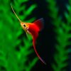 Red Swordtail Fish