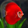Super Red Discus Fish