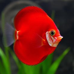 Super Red Discus Fish