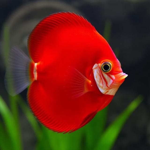 Super Red Discus Fish