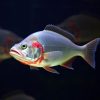 Best Red Belly Piranha 2026