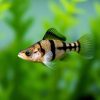 Perfect Otocinclus Catfish 2026