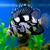 King Kong Angelfish